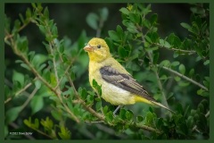 western-tanager-3561