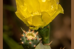 yellow-catus-flowe-6291