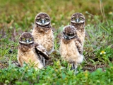 Four Burrowing Owlets -2083