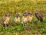 Guarding Over the Owlets