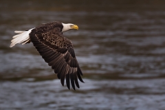 EAGLES-20151004-DSC_3949