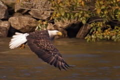 EAGLES-20151004-DSC_3979