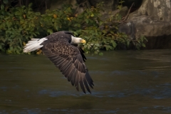 EAGLES-20151004-DSC_3981