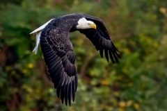 EAGLES-20151004-DSC_4137-c67