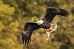 EAGLES-20151004-DSC_4147