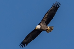 EAGLES-20151005-DSC_4248