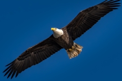 EAGLES-20151005-DSC_4254