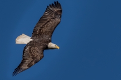 EAGLES-20151005-DSC_4264