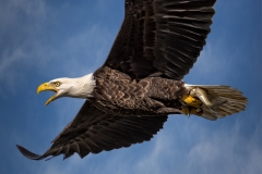 EAGLES-20151005-DSC_4541