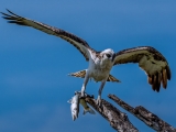 Osprey with a small Barracuda in its talons