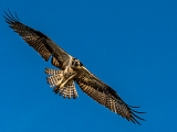 Flying Osprey Spotting its Prey