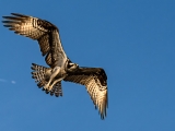 Flying Osprey coming in for a landing