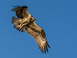 Flying Osprey