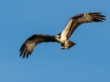 Flying Osprey