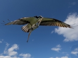 Flying Osprey with fish in talons photo