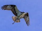 Flying Osprey with a fish in its talons