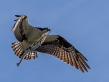 Flying Osprey with a Gat in its talons