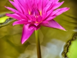 Water Lily 6635