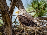 American Bald Eagle on Nest