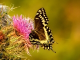 American Swallowtail - 1266-2