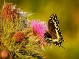 American Swallowtail - 1266