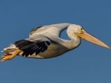 American White Pelican