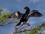 Anhinga Posing