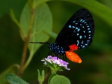 Atala Butterfly 0066