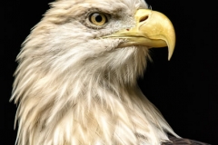 Eagle Portrait