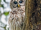 Barred Owl -9007-14