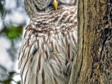 Barred Owl