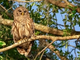 Barred Owl 8892