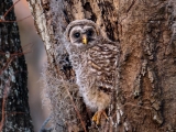 Barred Owlet 7674
