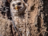 Barred Owlet 8124