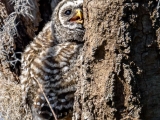 Barred Owlet 8136