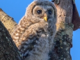 Barred Owlet 8519