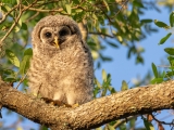 Barred Owlet 8788
