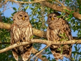Barred Owls 8844