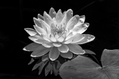 Black/White Waterlily