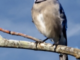 Blue Jay on a branch