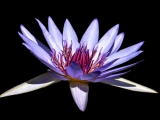 Blue Waterlily - 1848