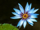 Blue - Yellow Waterlily 6490