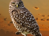 Burrowing Owl At Sunset