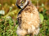 burrowing-owlet-1985