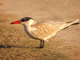 Caspian Tern