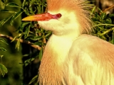 Cattle Egret in Breeding Plumage Portrait - 9597
