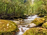 Cloud Forest Stream