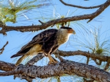 crested-caracara-6401