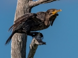 Double-crested Cormorant