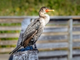 Double-crested Cormorant - 9518